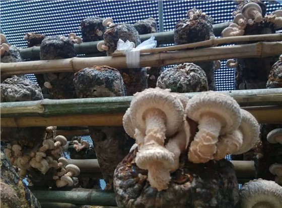 黑白格膜