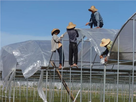 双象牌透光大棚膜应用案例