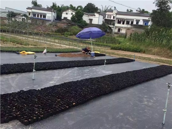 防草布制造商如何提高竞争力？