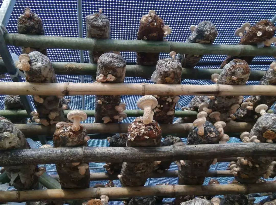 蘑菇种植大棚黑白膜应用