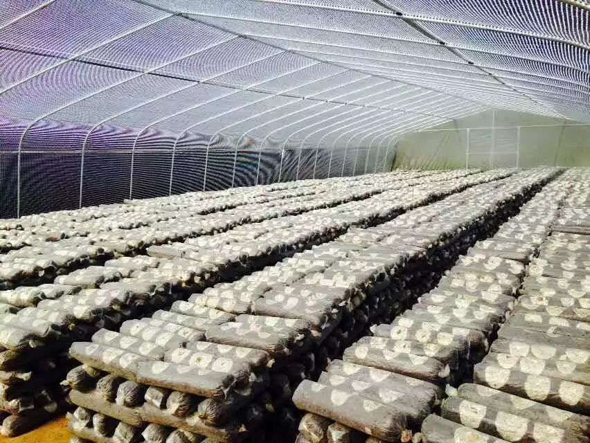 黑白格膜