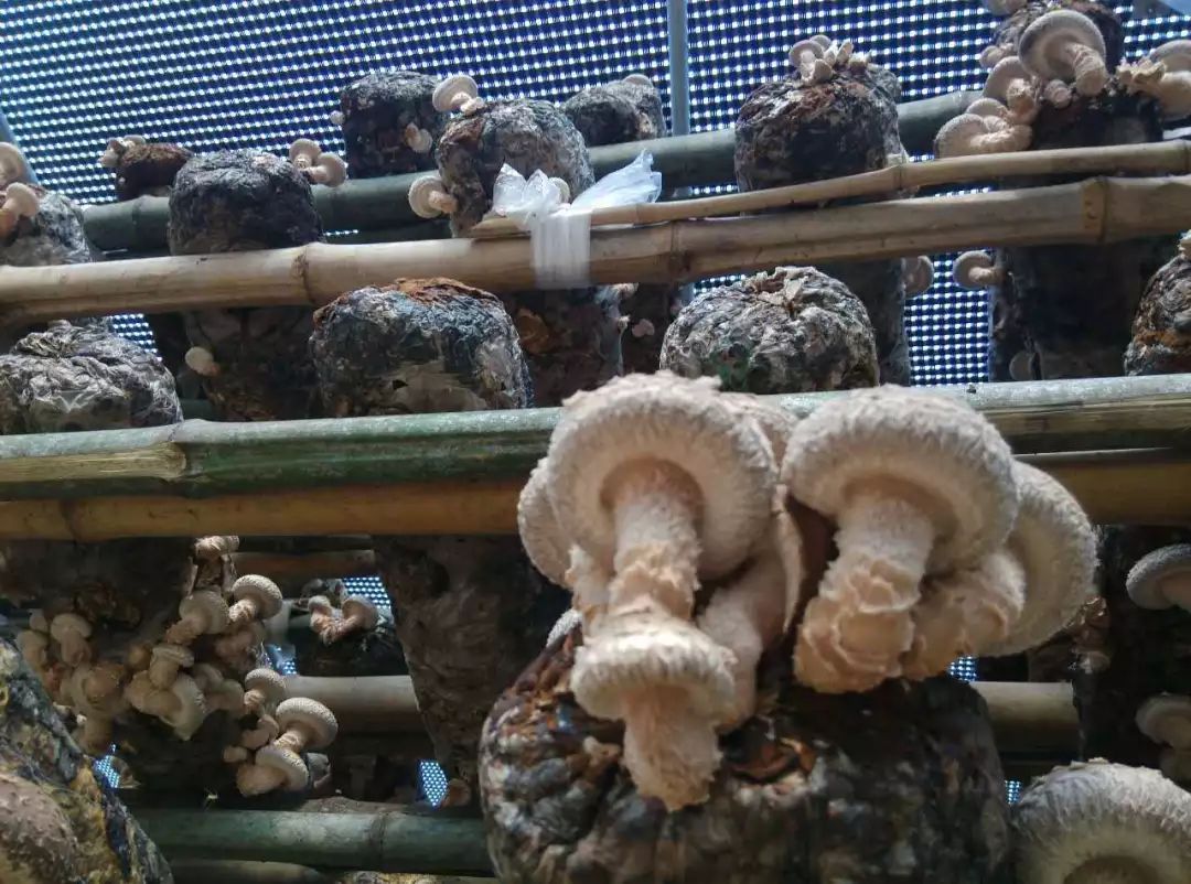黑白格膜