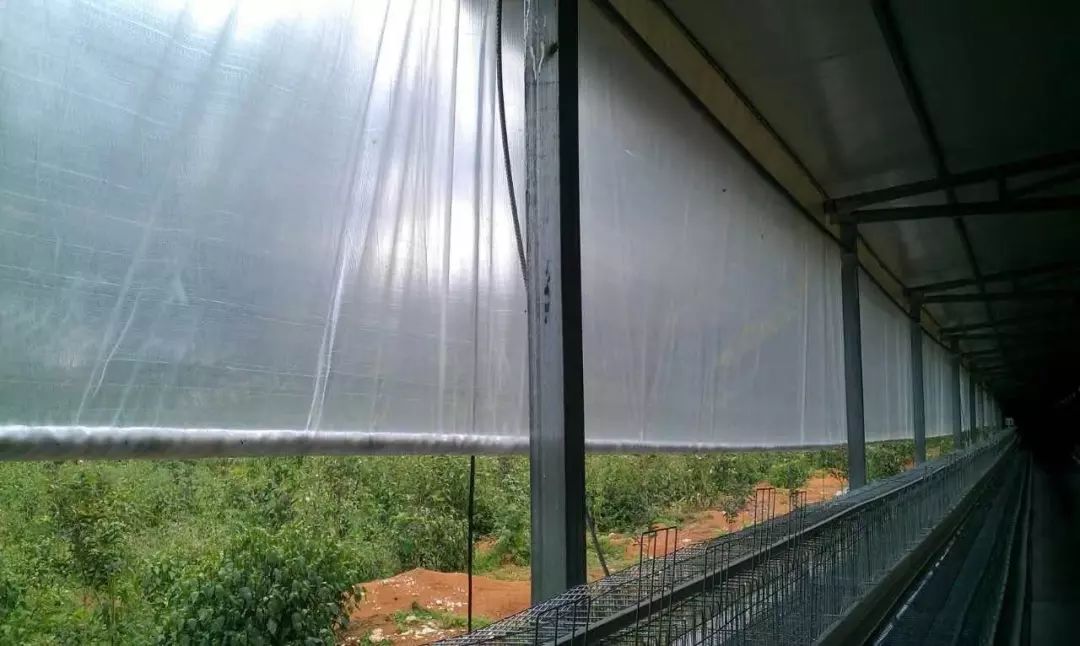 双象牌透光大棚膜应用案例