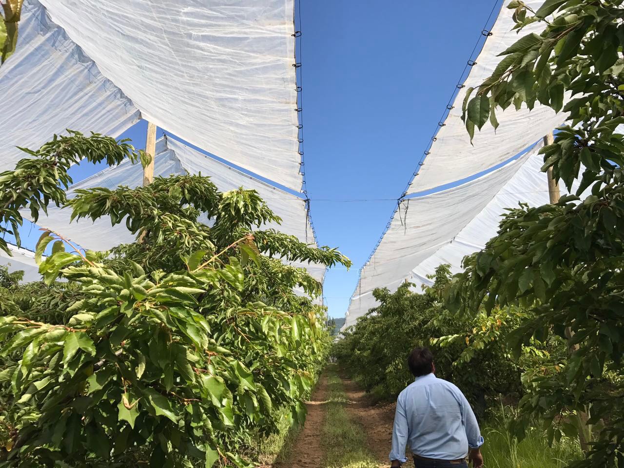 双象牌透光大棚膜应用案例