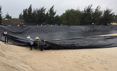 双象牌防渗土膜浅水莲藕种植应用案例