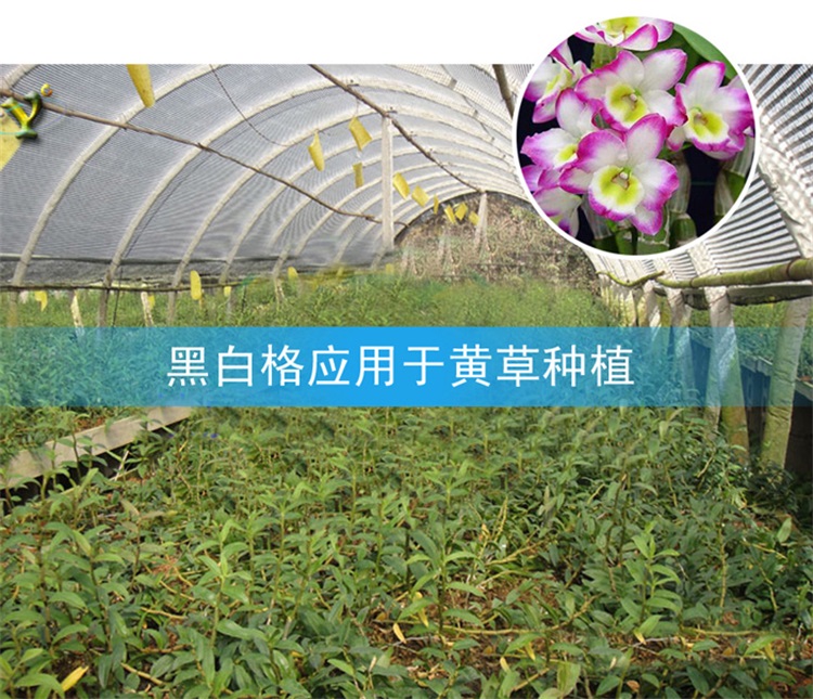 黑白格-黄草种植
