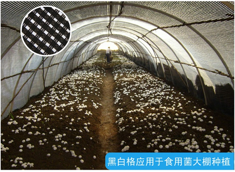 黑白格-食用菌