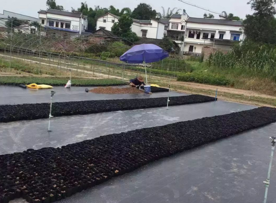 双象牌透光大棚膜花卉种植应用案例