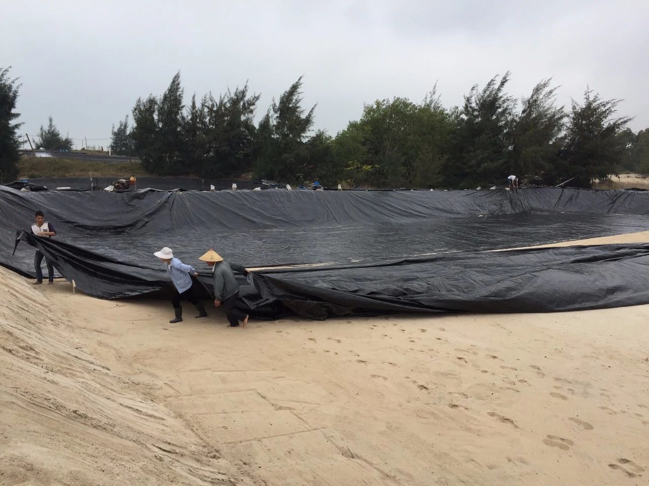 双象牌防渗土膜浅水莲藕种植应用案例